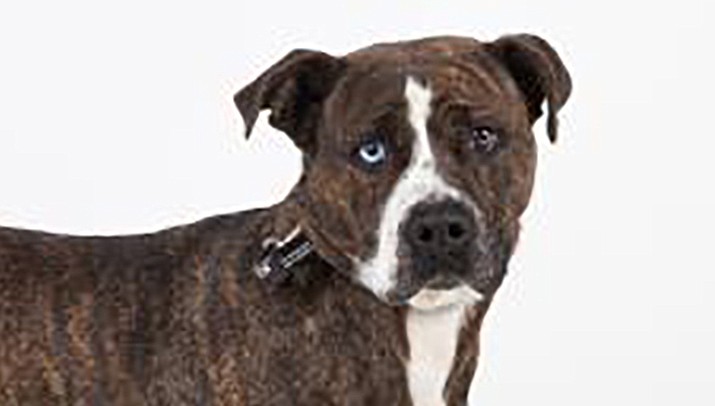 Lady is a little over 4-1/2 years old and a beautiful brindle colored American Pit Bull/Terrier mix. (Courtesy photo)