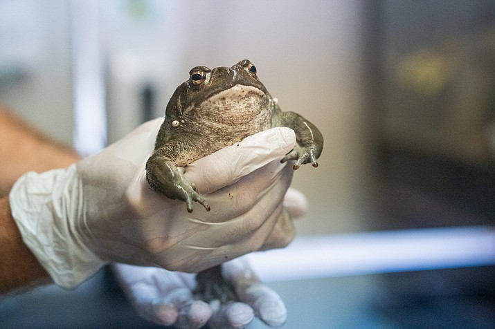 Cale Morris, venom manager at the Phoenix Herpetological Sanctuary, holds a Sonoran desert toad on Aug. 29, 2022. (Photo by Samantha Chow/Cronkite News)