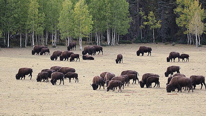 Wildlife managers at Grand Canyon National Park say 58 bison have been successfully relocated from the North Rim. (Photo by Donald Hobern, cc-by-sa-2.0, https://bit.ly/3C81HBA)