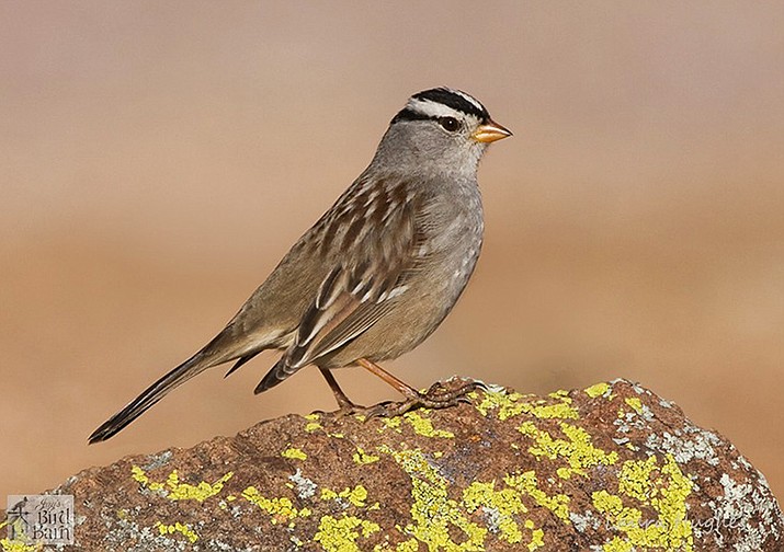 Be on the lookout for White-crowned sparrows in the coming week. (Jay’s Bird Barn/Courtesy)