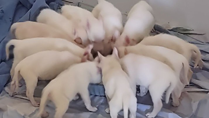 Someone recently left these 12 puppies in a bag outside the Help Animals Live Today no-kill shelter in Kingman. (Courtesy photos by Penny Townsend)