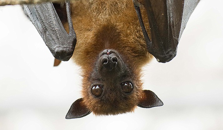 Most unusual, and beautiful in its own way, is the flying fox. (Photo by Johannes Giez on Unsplash)