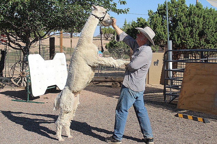 The 17th Annual Alpaca Farm Days Celebration provides free entertainment and education for the community. Ron Nyberg feeds one of the dozens of alpacas at Alpacas of the Southwest Ranch. (Miner file photo)