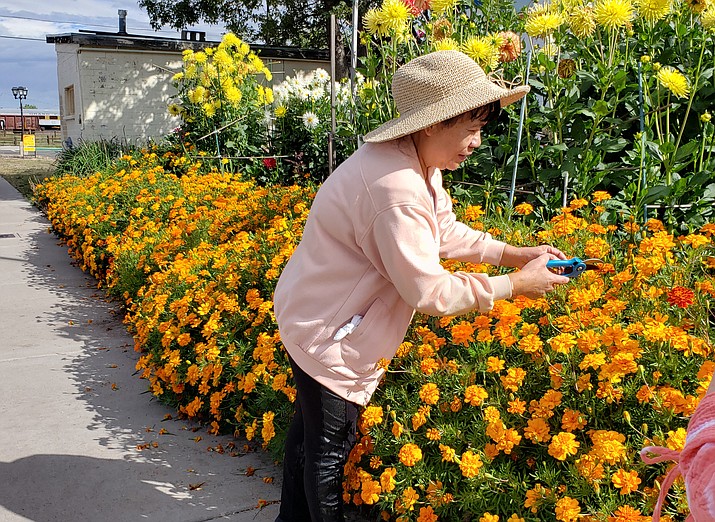 Ester Petrie tends to her marigolds at Pete’s Museum. Petrie and her husband own the museum, and Petrie's flowers have brightened up downtown for years. (Judy Martinez/WGCN)