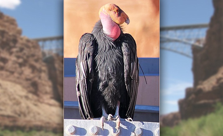 I saw five California condors, including this adult, at Navajo Bridge this past Saturday. (Jay’s Bird Barn/ Courtesy)