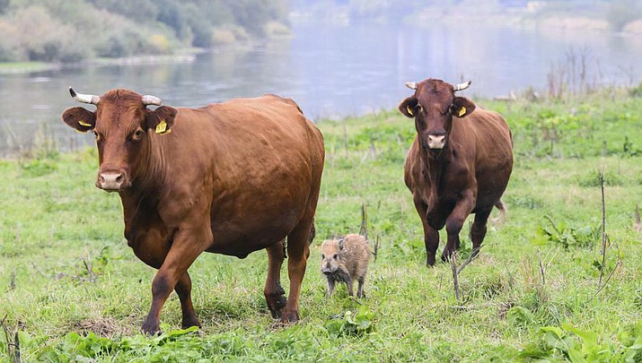 Wild boar "Frida" runs between two cows on a pasture near the river Weser in the district of Holzminden, Germany, Thursday, Sept. 29, 2022. A cow herd in Germany has gained an unlikely following, after adopting a lone wild boar piglet. (Julian Stratenschulte/dpa via AP)