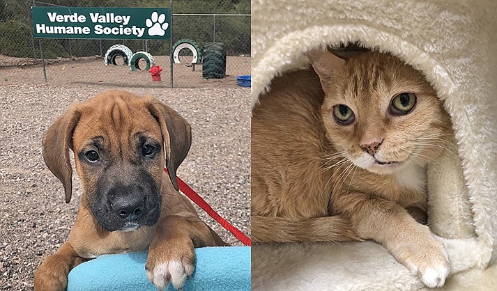 Verde Valley Humane Society Pets of the Week, The Verde Independent