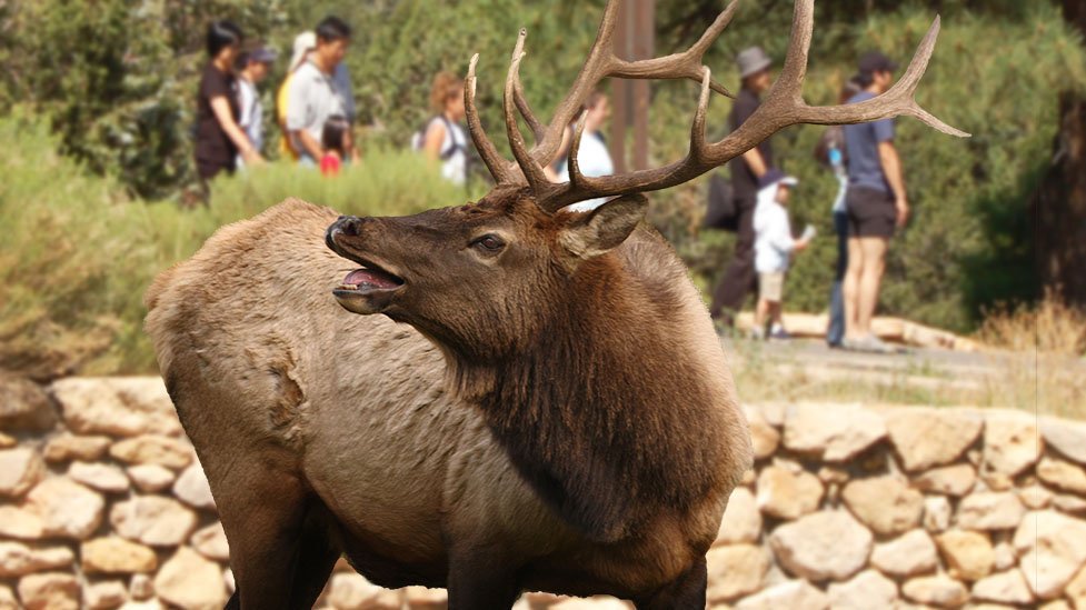 elk-rut-season-rangers-advise-visitors-to-keep-their-cool-and-their