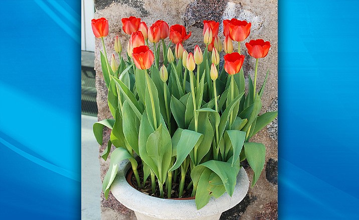 A pot of tulips that were forced into bloom. (Melinda Myers.com/Courtesy)