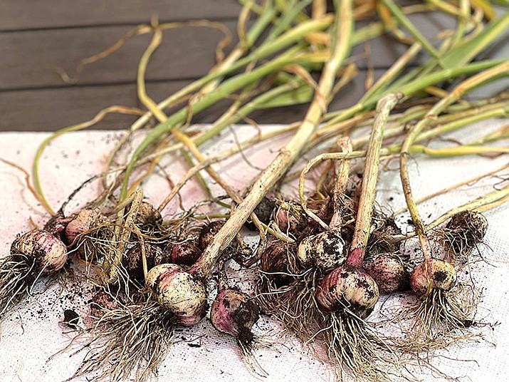 This June 10, 2022, image provided by Jessica Damiano shows a crop of freshly harvested hardneck garlic in New York's Long Island. (Jessica Damiano via AP)
