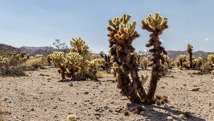 California delays decision to list Joshua tree as threatened | Kingman ...