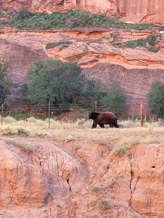 A black bear was photographed taking a walk in Canyon de Chelly National Monument Oct. 13. Visitors on a ranger-led hike were able to watch the bear from a distance. (Photo/K. Begay/Canyon de Chelly)