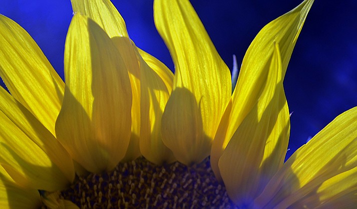 Sunflower by Paul Kanter (Courtesy/Art Garden Gallery)