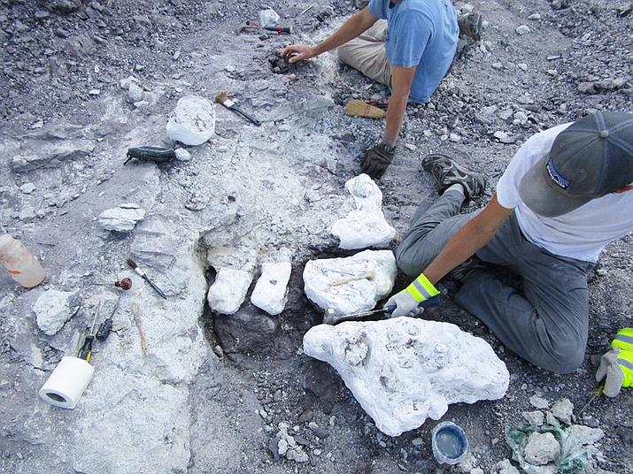 Paleontologists excavating fossils from the site in 2014.
NPS (Photo/NPS)