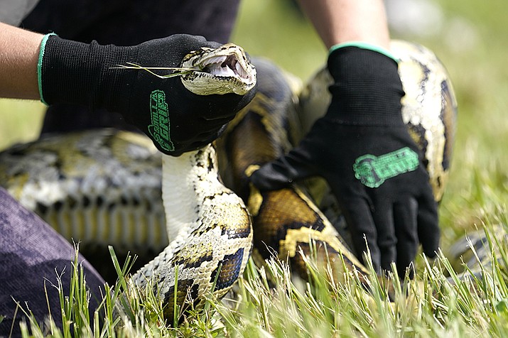 A Burmese python is held during a safe capture demonstration on June 16, 2022, in Miami. A 19-year-old South Florida man captured 28 Burmese pythons during a 10-day competition that was created to increase awareness about the invasive species, and the threats they pose to the state's ecology. Matthew Concepcion was among the 1,000 participants from 32 states, Canada and Latvia who participated in the annual challenge, the Florida Fish and Wildlife Conservation Commission said in a news release. (Lynne Sladky, AP File)