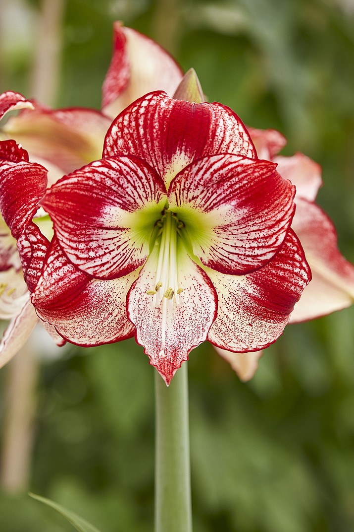 Flamenco Queen is a new and unique amaryllis variety with a later bloom time. (Longfield-Gardens.com/Courtesy