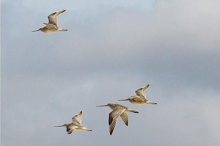 Bar-tailed godwits fly over Marion Bay in Australia's Tasmania state on Dec. 27, 2013. A young bar-tailed godwit appears to have set a non-stop distance record for migratory birds by flying at least 8,435 miles from Alaska to the Australian state of Tasmania, a bird expert said Friday, Oct. 28, 2022. (Eric Woehler via AP)