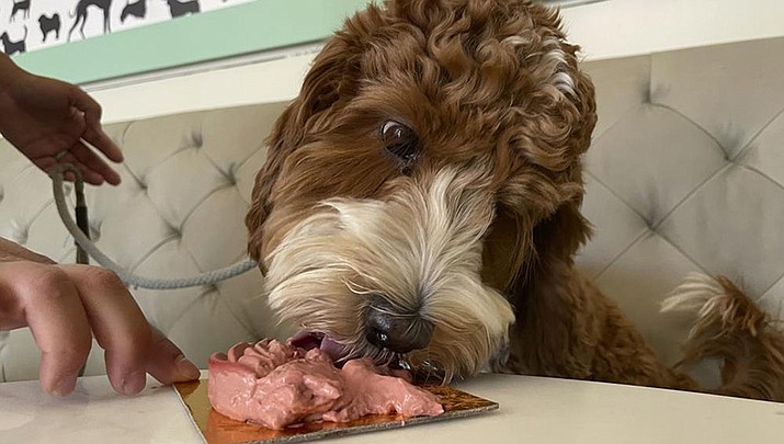 A dog eats a dish at the Dogue restaurant in San Francisco, Sunday Oct. 23, 2022. Dogue, which rhymes with vogue, just opened up in the city's Mission District. For $75 per pup, doggie diners get a multiple-course "bone appetite" meal featuring dishes like chicken skin waffles and filet mignon steak tartar with quail egg. (Haven Daley/AP)