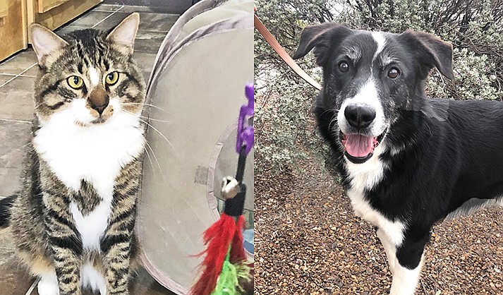 Verde Valley Humane Society Pets of the Week, The Verde Independent