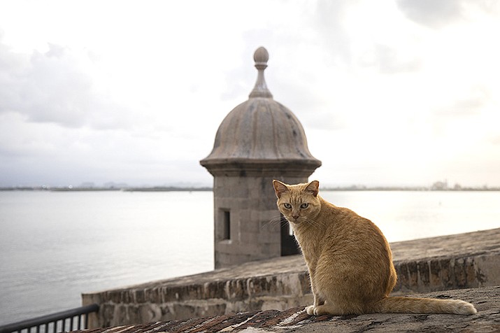 A stray cat sits on a wall in Old San Juan, Puerto Rico, Wednesday, Nov. 2, 2022. Cats have long walked through the cobblestone streets of Puerto Rico's historic district, stopping for the occasional pat on the head as delighted tourists and residents snap pictures and feed them, but officials say their population has grown so much that the U.S. National Park Service is seeking to implement a “free-ranging cat management plan” that considers options including removing the animals. (Alejandro Granadillo/AP)