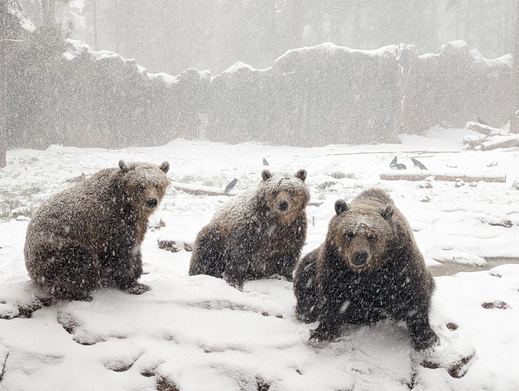 Photo Gallery Animals are thrilled with Williams' first snow