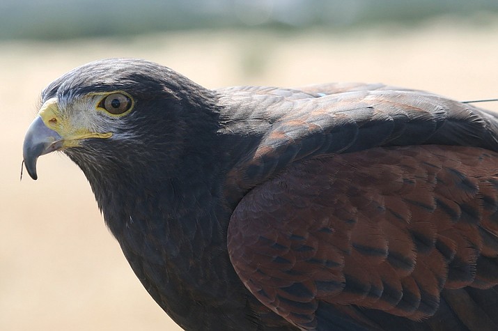 A Raptor Experience serves raptors in the wild and in captivity using education to help provide a better world for them. Pictured is Leroy the Harris Hawk.
(Submitted photos)