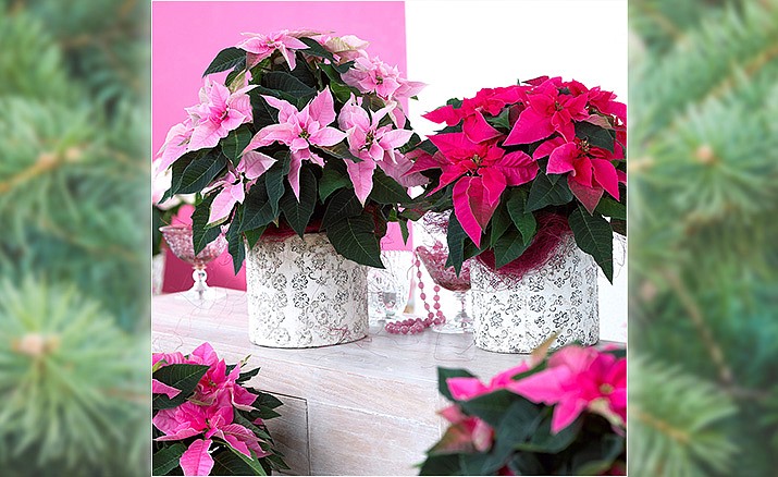 A holiday display with pink and red Princettia® Euphorbia poinsettias. (Suntory Flowers/Courtesy)