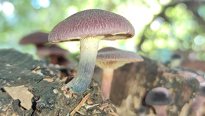 Voters in Colorado have voted to decriminalize psychedelic mushrooms. (Photo by Mycellenz, cc-by-sa-4.0, https://bit.ly/3WYyBAn)