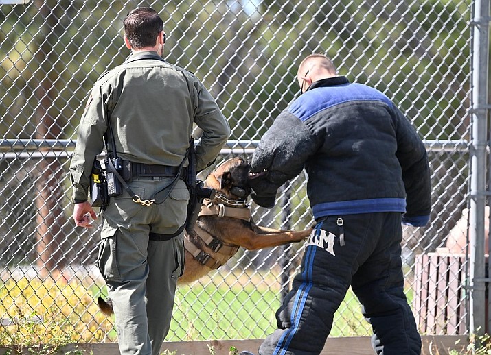 K-9 Mazi and Ranger Hearns training with K-9 units from Lake Mead National Recreation Area and Boulder City Police Department. Students from Grand Canyon Unified School District were invited to watch the K-9s train at the school ballfield. (Photo/NPS)