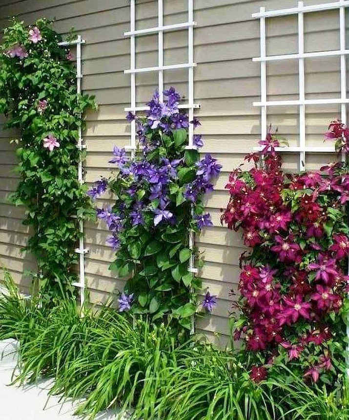 Clematis in a side yard. (Watters Garden Center/Courtesy