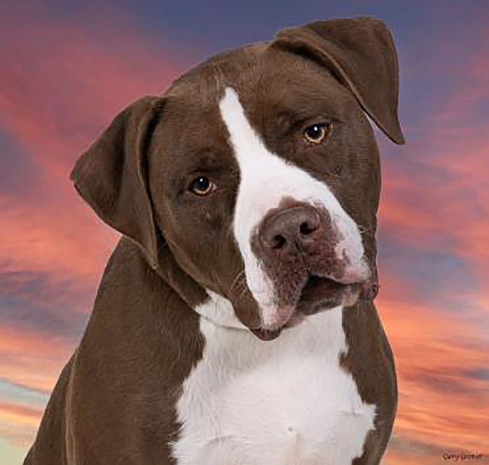 Joker is a handsome 5-1/2-year-old American Pit Bull / Terrier Mix. (Courtesy photo)