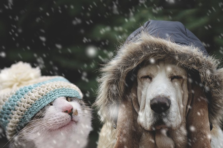 Snow Pets (Adobe Stock)