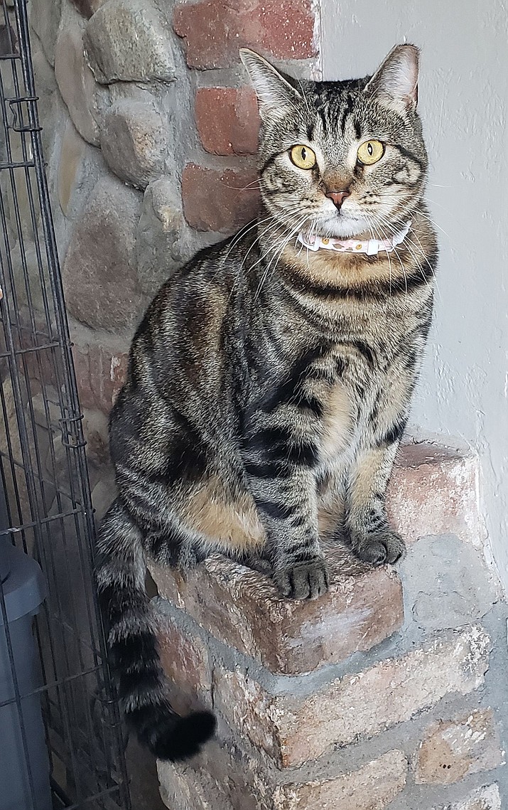 Lucy is a very friendly and outgoing tabby who enjoys love and attention. (Courtesy photo)