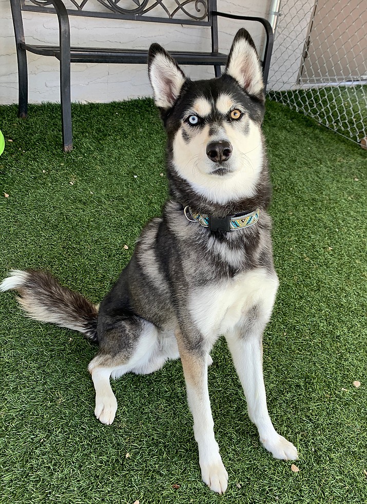 Magoo is an approximately 2-year-old male Husky. (Courtesy photo)