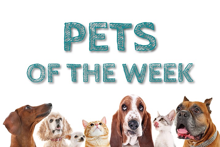 Pets of the Week (Image/NHO)