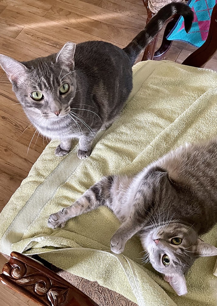 Maddie is a 2-1/2-year-old light gray tick tabby female, and Milo is a 2-1/2-year-old darker gray swirl tabby male. (Courtesy photo)