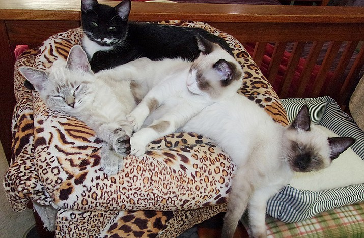 Three adorable Siamese mix and two black-and-white tuxedos — four males and one little girl — love to hang out together. (Courtesy photo)