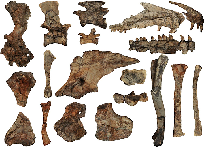 Some of the hundreds of fossil specimens of Puercosuchus traverorum found at Petrified Forest National Park (Photo/NPS)