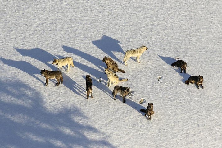 Junction Butte wolf pack in Yellowstone National Park, Wyo., on March 21, 2019. A Montana judge has temporarily restricted wolf hunting and trapping near Yellowstone and Glacier National Parks and imposed statewide limits on killing the predators. (Photo/NPS via AP)
