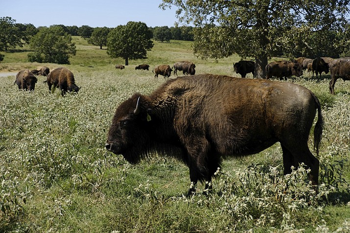 A herd of bison grazes during midday at a Cherokee Nation ranch in northeastern Oklahoma on Sept. 27, 2022. Decades after the last bison vanished from their tribal lands, the Cherokee Nation is part of a nationwide resurgence of Indigenous people seeking to reconnect with the humpbacked, shaggy-haired animals that occupy a crucial place in centuries-old tradition and belief. (Audrey Jackson/AP)