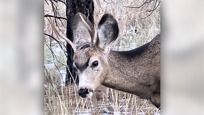 A yearling buck is pictured on the Kaibab plateau. (Don Martin photo/For the Miner)