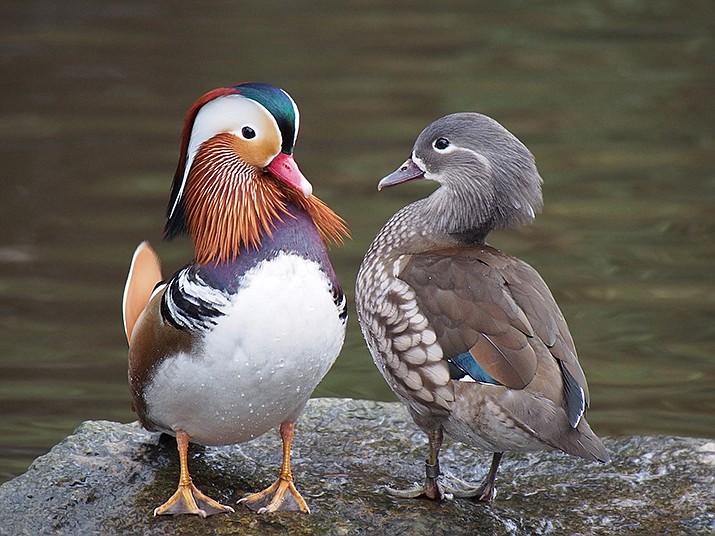 Mandarin ducks. (Courier stock image)