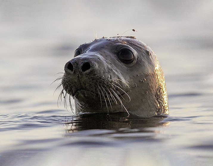 A harbor seal looks around in Casco Bay in this July 30, 2020 file photo off Portland, Maine. A research team at Colgate University has developed SealNet, a facial recognition database of seal faces created by taking pictures of dozens of harbor seals in Maine. (Robert F. Bukaty/AP)