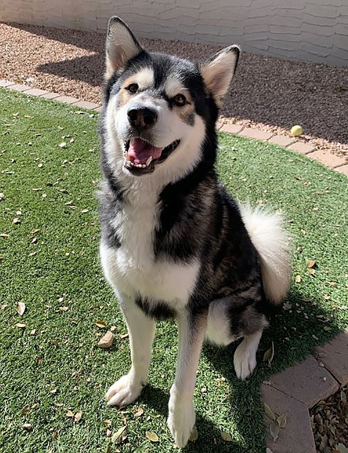 Stuffin is an approximately 4- to 6-year-old Alaskan Malamute mix. (Courtesy photo)