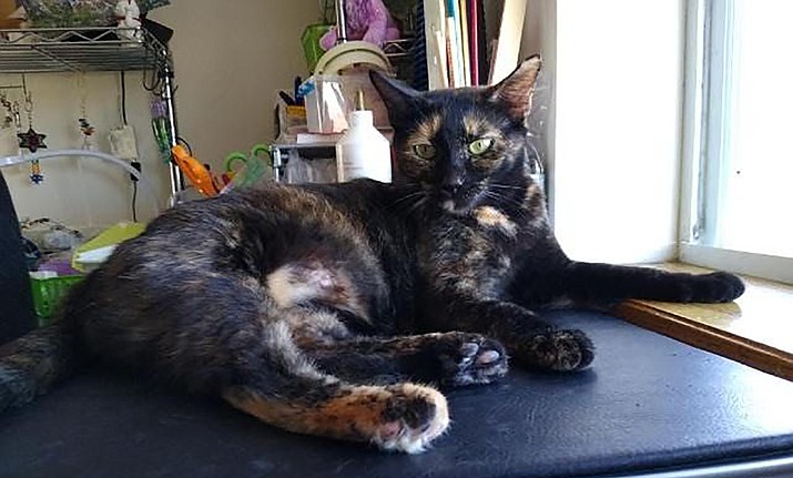 Emmy is a 2- to 3-year-old beautiful Tortie. (Courtesy photo)