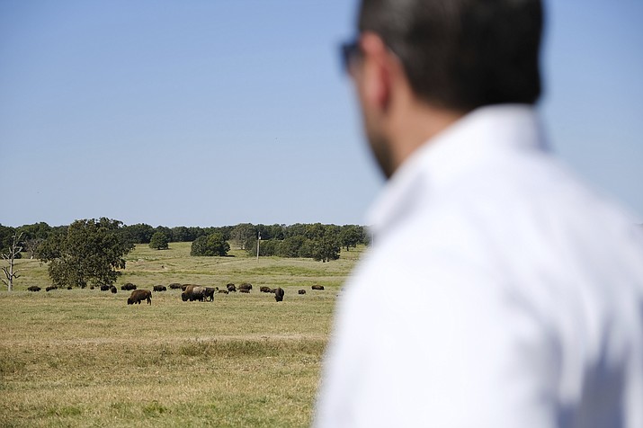Bryan Warner watches bison in Bull Hollow, Okla., on Sept. 27. For now the Cherokee are not harvesting the animals, whose bulls can weigh up to 2,000 pounds and stand 6 feet tall, as leaders focus on growing the herd. But bison, a lean protein, could serve in the future as a food source for Cherokee schools and nutrition centers, says Warner, the tribe’s deputy principal chief. (AP Photo/Audrey Jackson)