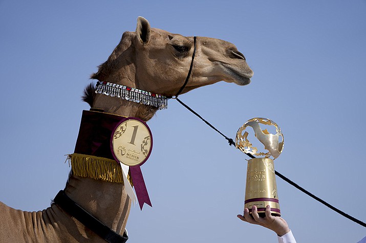 A member of the AlKuwari family shows the trophy after winning the first prize at the Mzayen World Cup, a pageant held in the Qatari desert some 15 miles away from Doha and soccer's World Cup, in Ash- Shahaniyah, Qatar, Friday, Dec. 2, 2022. (Natacha Pisarenko/AP)