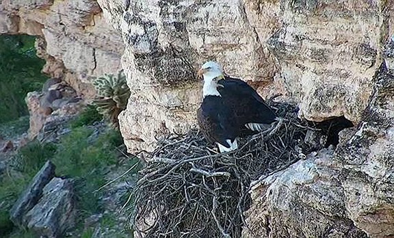 Outdoor recreationists, pilots, drone operators asked to avoid nesting areas. (Photo/AZGFD)
