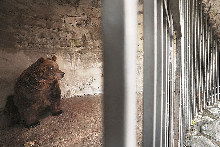 Mark, the last brown bear in captivity in Albania, looks out of his cage, before it will be transferred, in Tirana, Albania, on Wednesday, Dec. 7, 2022. Mark, a 24-year-old bear was kept in a cage for 20 years at a restaurant in the capital Tirana. Albania's last brown bear in captivity has been rescued by an international animal welfare organisation and taken to a sanctuary in Austria. (Franc Zhurda/AP)
