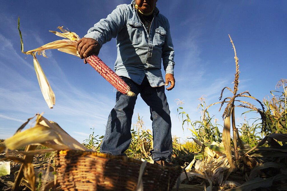 Clark Tenakhongva, 65, places traditional Hopi Red Corn in a basket while harvesting corn on his field between First Mesa and Second Mesa on the Hopi Reservation in Arizona, on September 28, 2022. Tenakhongva uses the traditional method of “Dry Farming” to grow the corn where he does not irrigate his field. All the water comes in the form of snowmelt and rain directly on the field. The traditional Hopi practice of Dry Farming is becoming more challenging after more than two decades of drought in the Southwestern United States. Hopi corn seeds have evolved over centuries to be very tolerant of dry growing conditions. Despite the seeds, Tenakhongva has had numerous years in the last two decades with virtually no corn harvest because of the exceptionally dry conditions. (Photo by David Wallace)